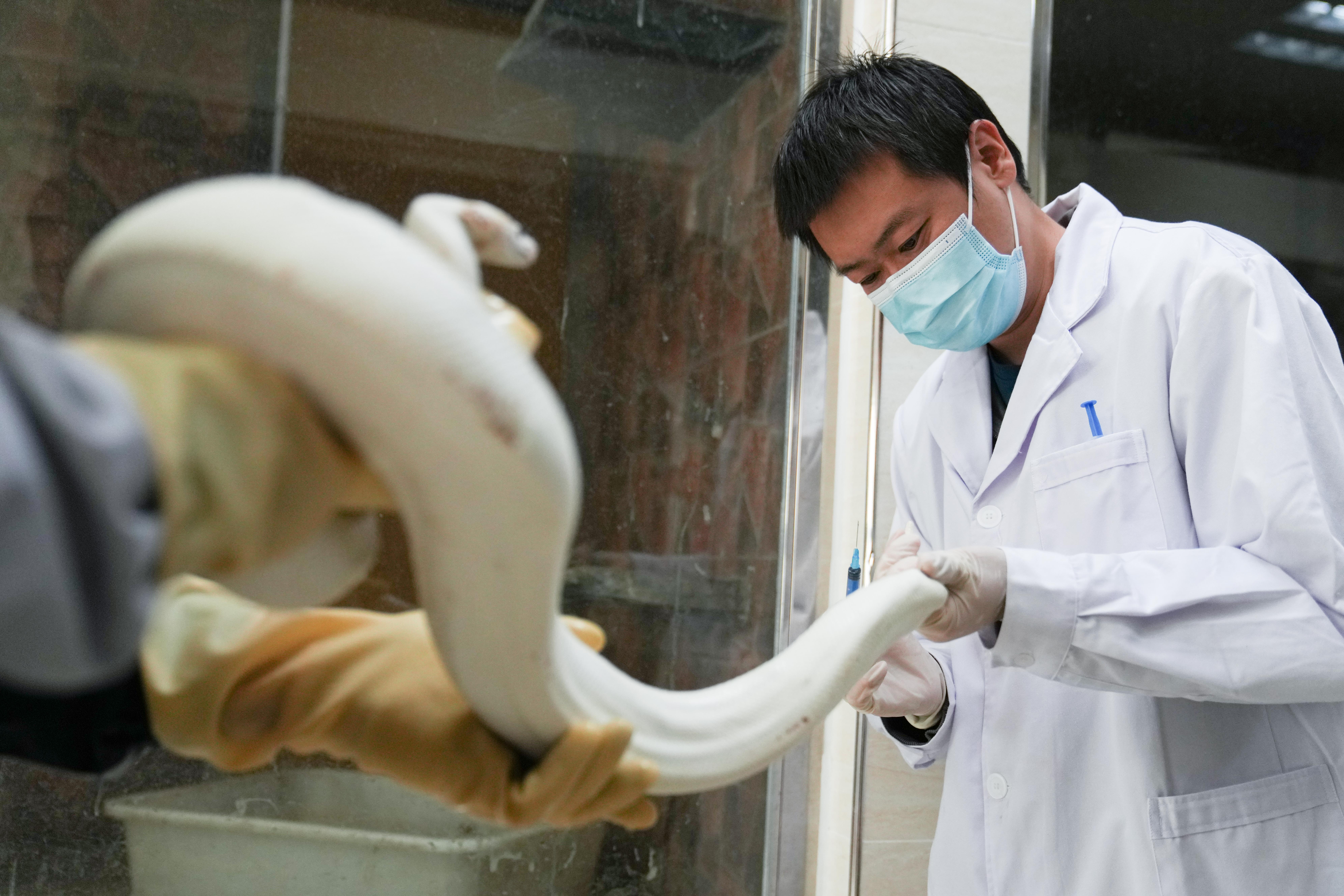 野生动物园医务人员,野生动物救护员