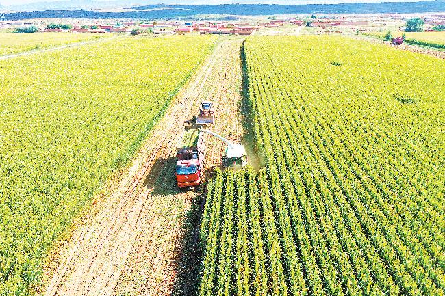 生态优美产业兴旺乡风文明,生态优先绿色发展武威