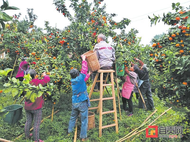 富顺县乡村振兴,下好乡村振兴棋