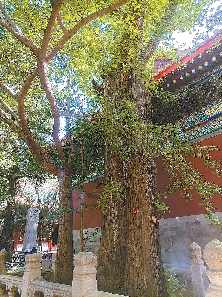 国家植物园银杏树,国家植物园神话