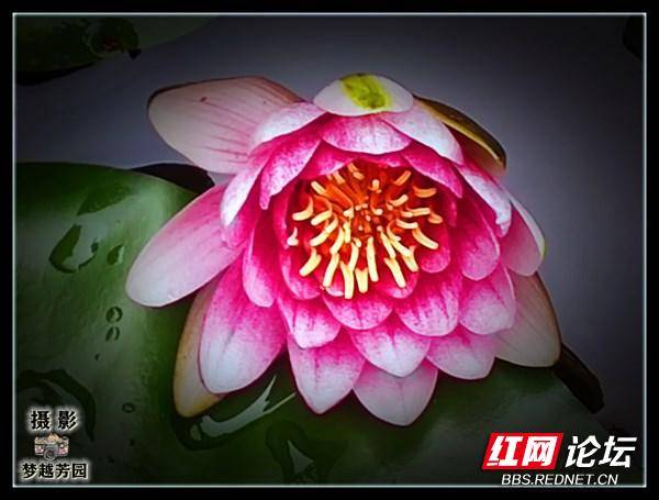 莲花睡莲和荷花的区别,睡莲和荷花与莲花哪个好养