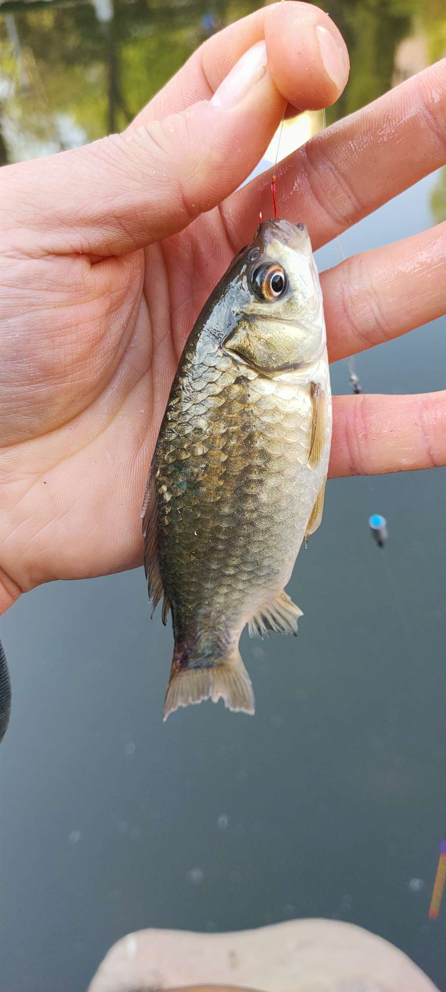 野钓避小鱼实战教学,小钩钓鱼如何避杂鱼