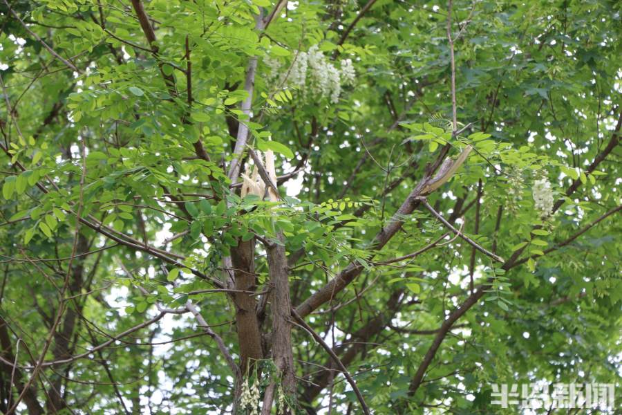 最美味的槐花,好吃又美味的槐花