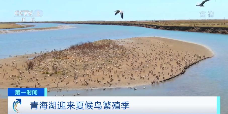 青海湟鱼为何要洄游产卵,青海湖湟鱼洄游产卵最佳观赏日期