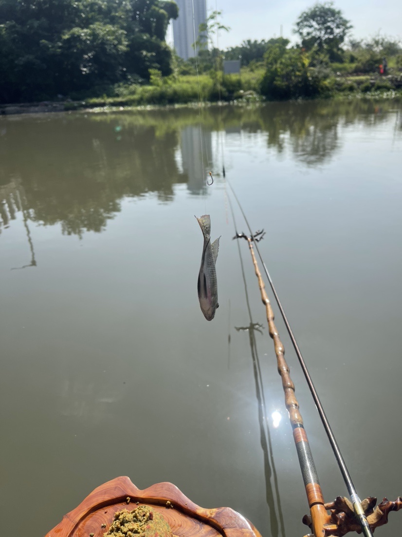 「518」小罗非垂竿自上，清道夫碳烤“美味”眼泪流