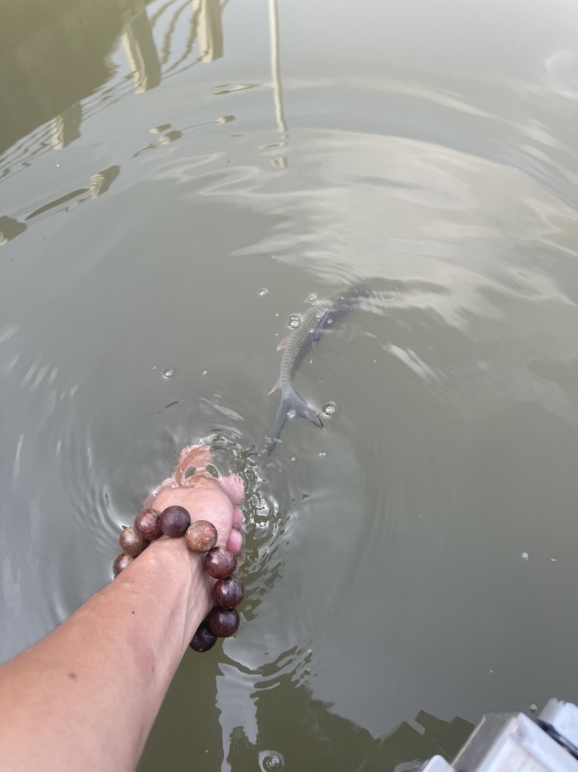 「518」小罗非垂竿自上，清道夫碳烤“美味”眼泪流