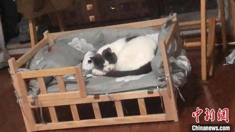 现在很多年轻人养宠物,为什么现在年轻人喜欢养宠物