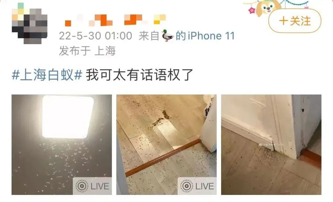 最近白蚁泛滥,上海白蚁是怎样形成的