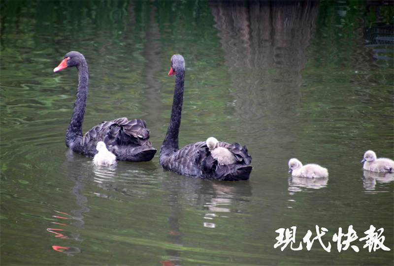 南京燕雀湖的黑天鹅,白天鹅被黑天鹅咬死