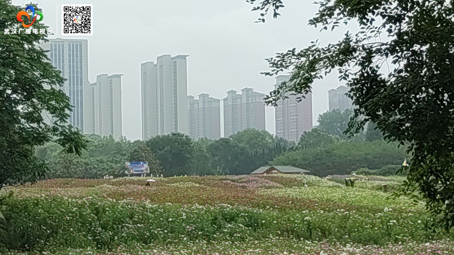 东湖马鞍山森林公园花海盛放迎客来