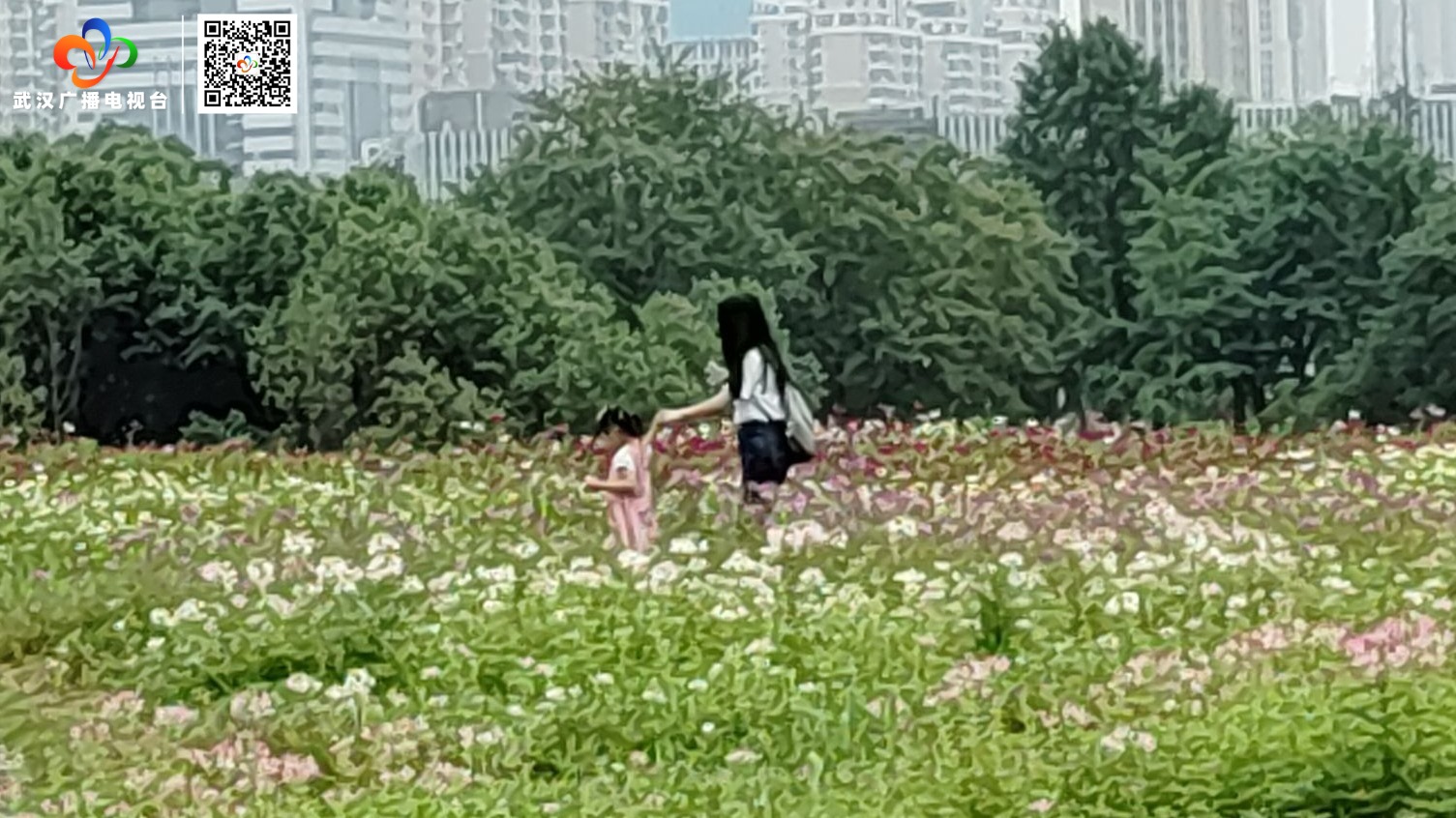 东湖马鞍山森林公园花海盛放迎客来