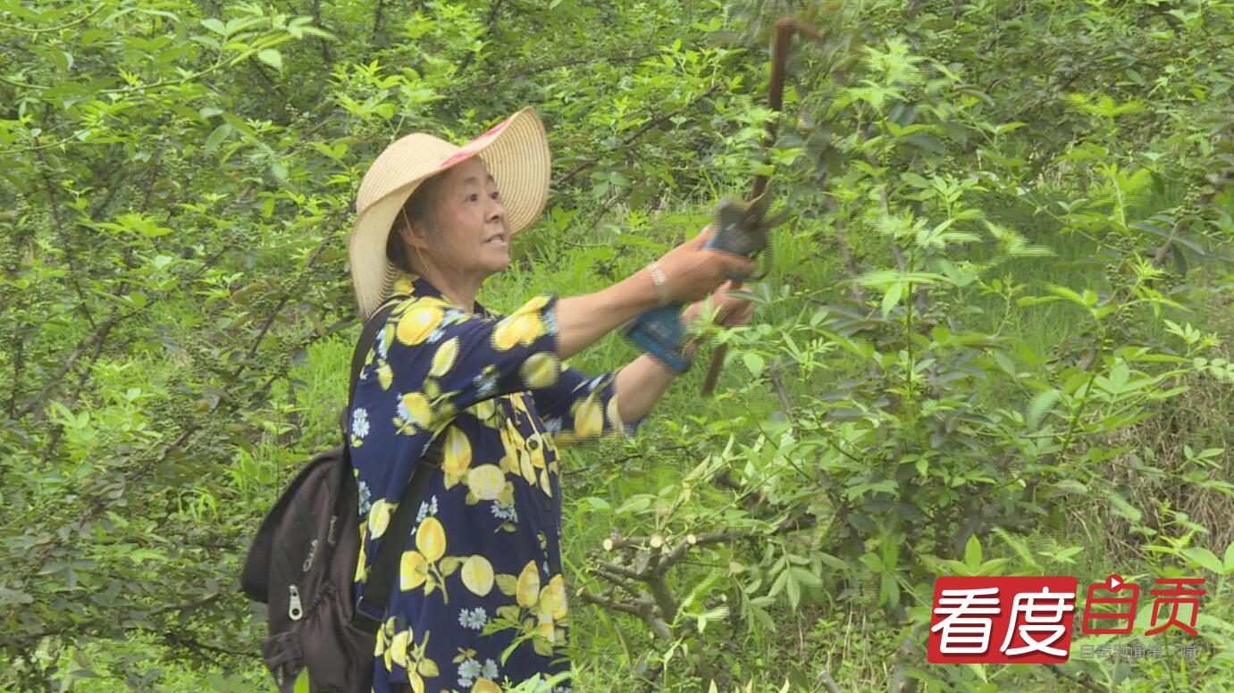 花椒采摘节助推乡村振兴,花椒产业撑起乡村振兴一片天