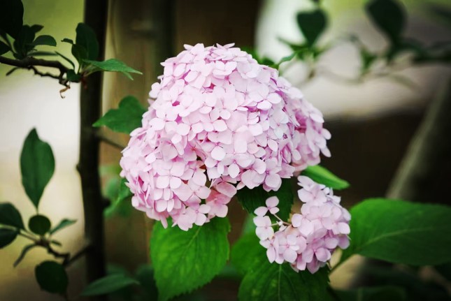 读书|告白与告别,一对父子人生悲欢的编年体