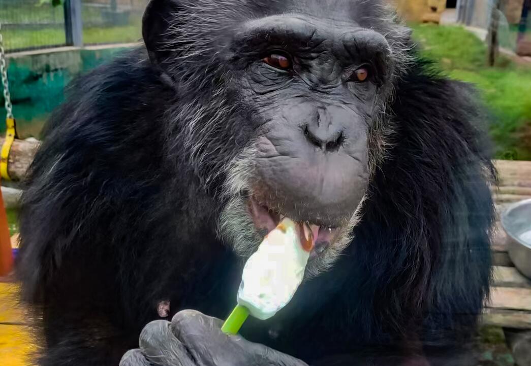 宠物夏日防暑知识,了解下夏天动物怎么防暑降温的