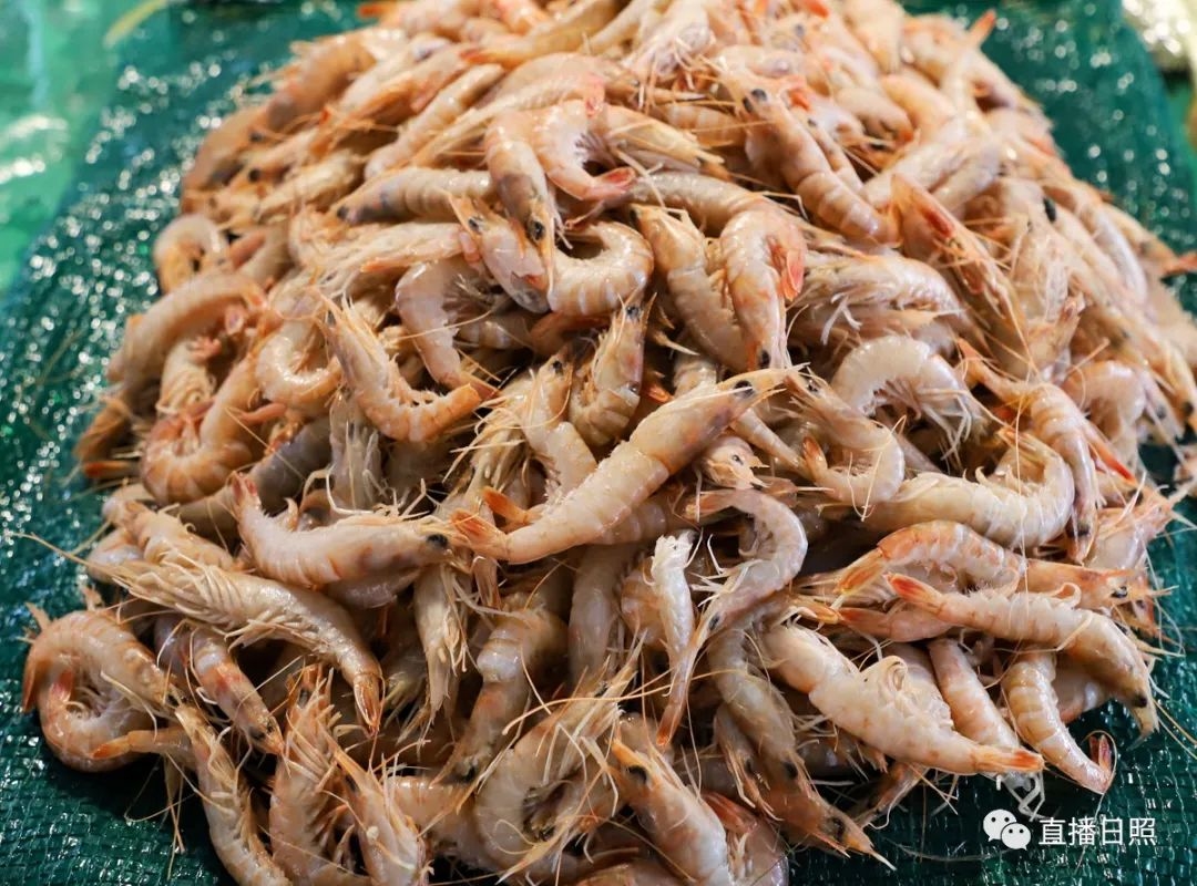 日照现在海鲜价,日照2019海鲜价格表