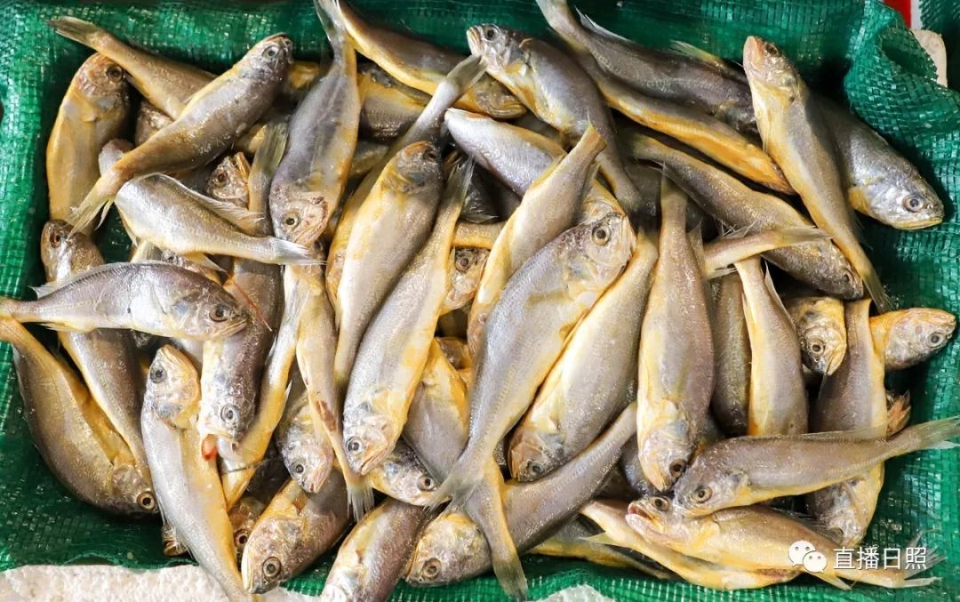 日照现在海鲜价,日照2019海鲜价格表