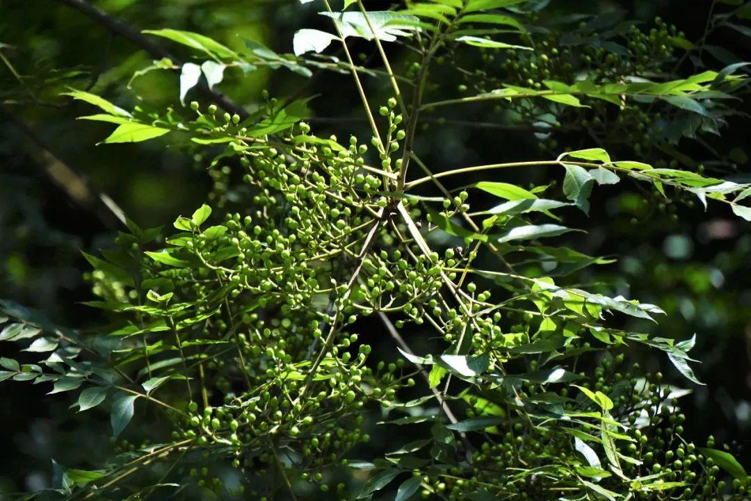 刚直挺拔，疏而不屈，夏天吃它的果实，可清热解毒、味苦回甘如橄榄