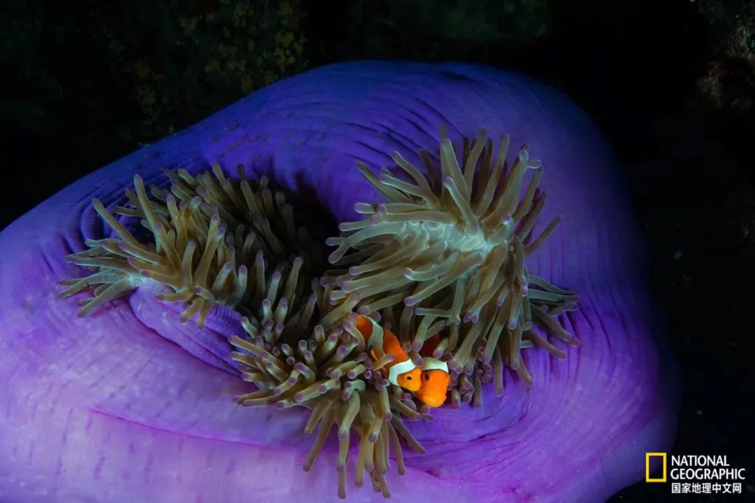 电影诞生以来最伟大的30部作品,最伟大的作品详解