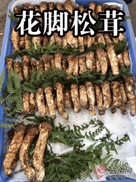 野生菌基地直播带货,野生菌直播带货平台