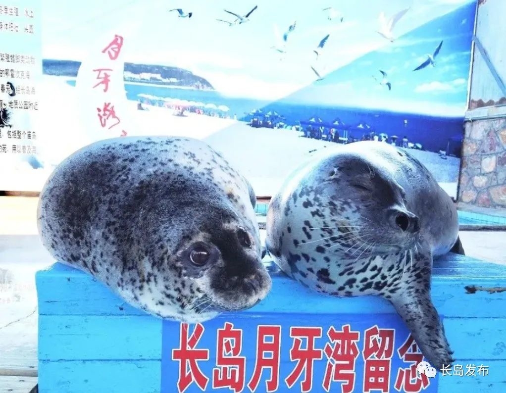 关于长岛攻略,长岛两天一夜文字攻略