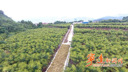 宁远种好优质稻丰产又丰收,宁远花生大丰收