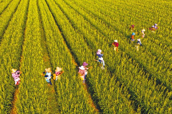 黄花菜为何叫致富花,黄花菜花开富贵