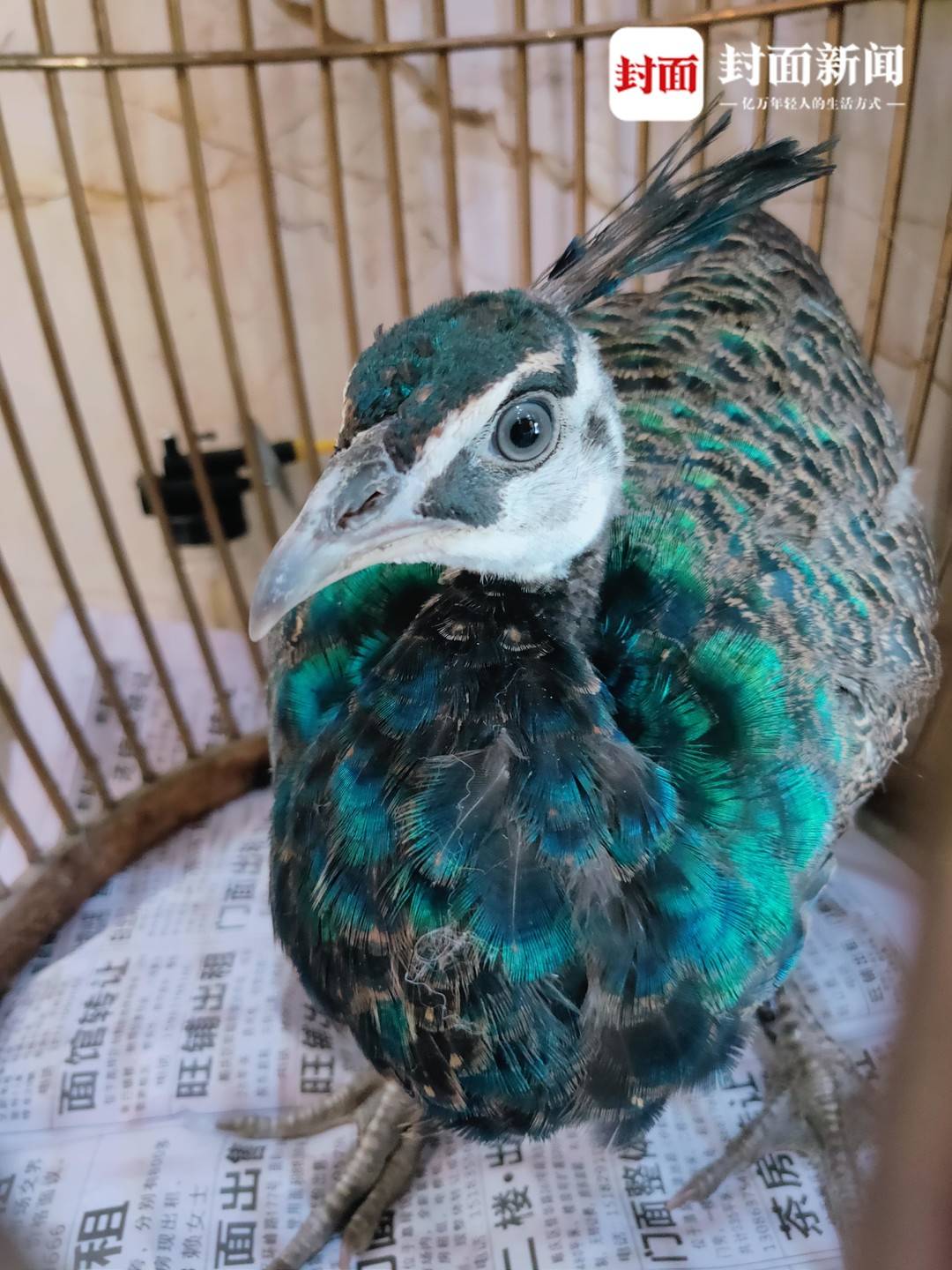 3年前救助过的流浪猫回来了,3只被救助丹顶鹤在中国北疆放飞