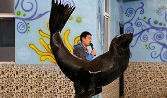 蜜蜂在金黄油菜花上采蜜视频,蜜蜂在油菜花采蜜