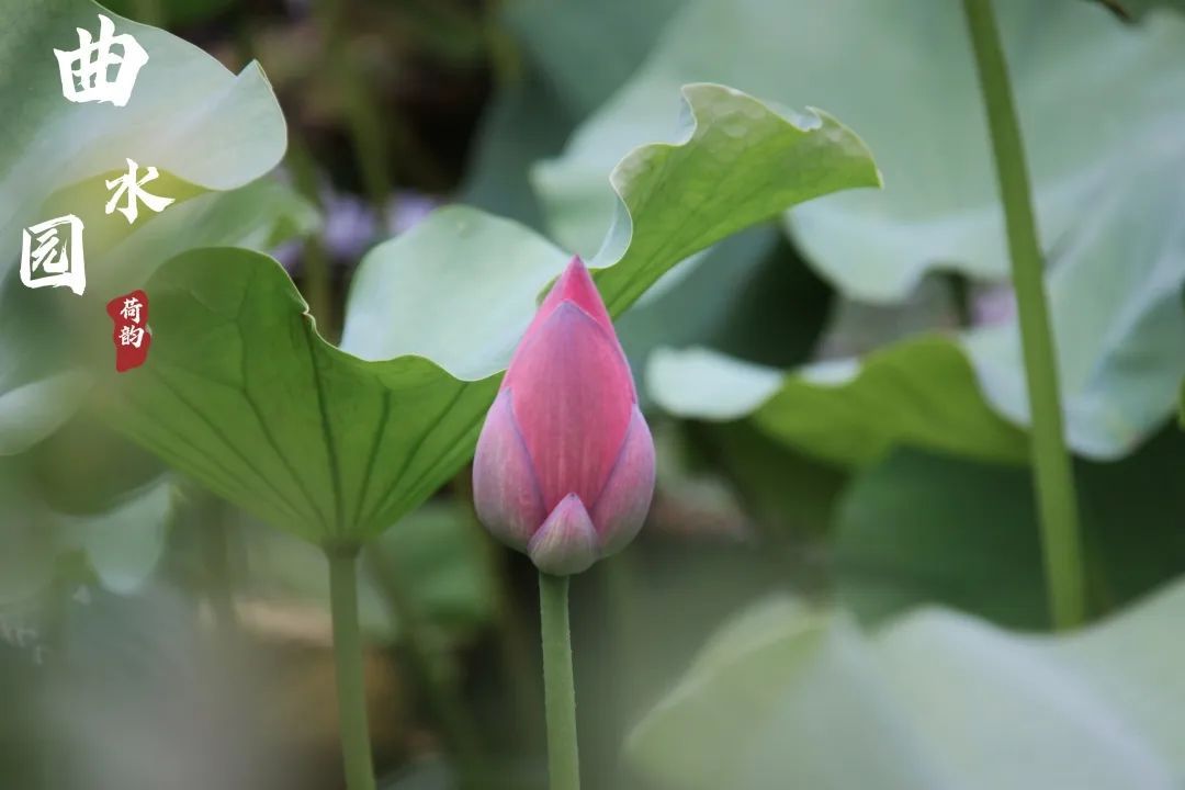 上海曲水园最新消息,上海曲水园公园