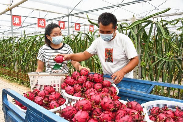 宿迁宿豫农民致富,江苏宿迁新农人