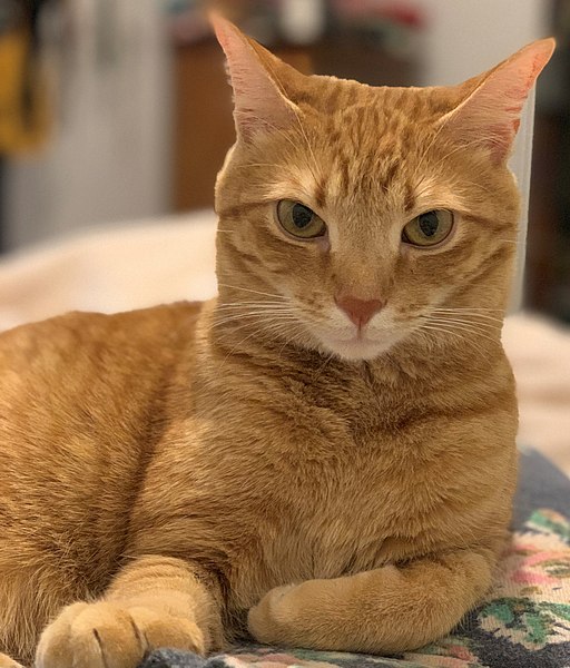 为什么猫这么喜欢鱼,为什么猫那么爱吃蓝氏