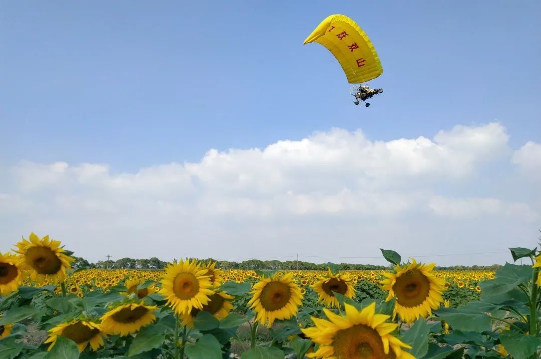 苏州赏花旅游攻略一日游,苏州花海旅游攻略