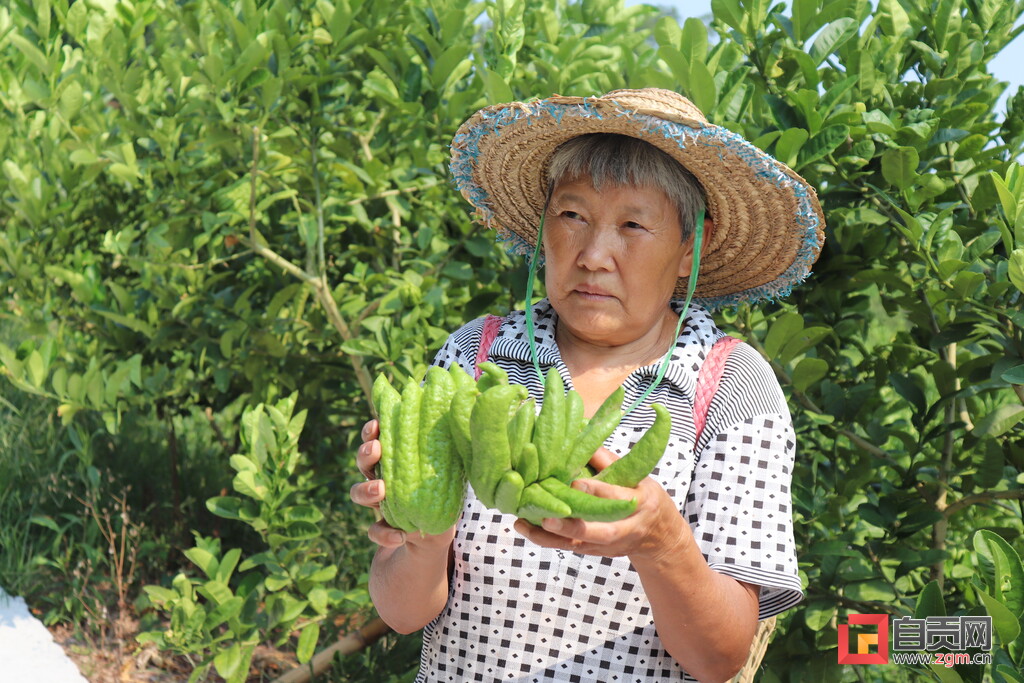 富顺产业规划,四川省富顺县李桥