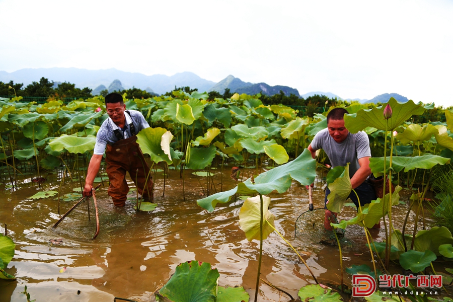 鱼藕共生优缺点,鱼藕共生生态养殖