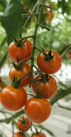 大理弥渡数字农业公园抖音团购,大理弥渡数字农业公园优惠