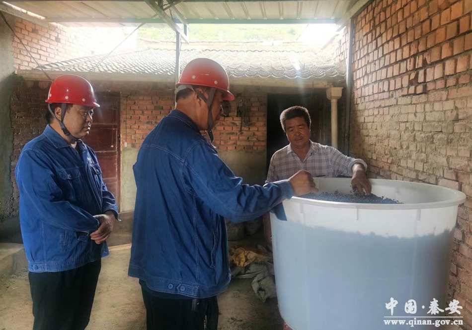 秦安王铺花椒种植技术,秦安多措并举保障花椒丰产丰收