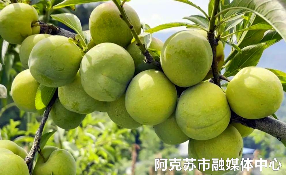 「乡村振兴」与“李”相约，嘎嘣脆的李子熟啦