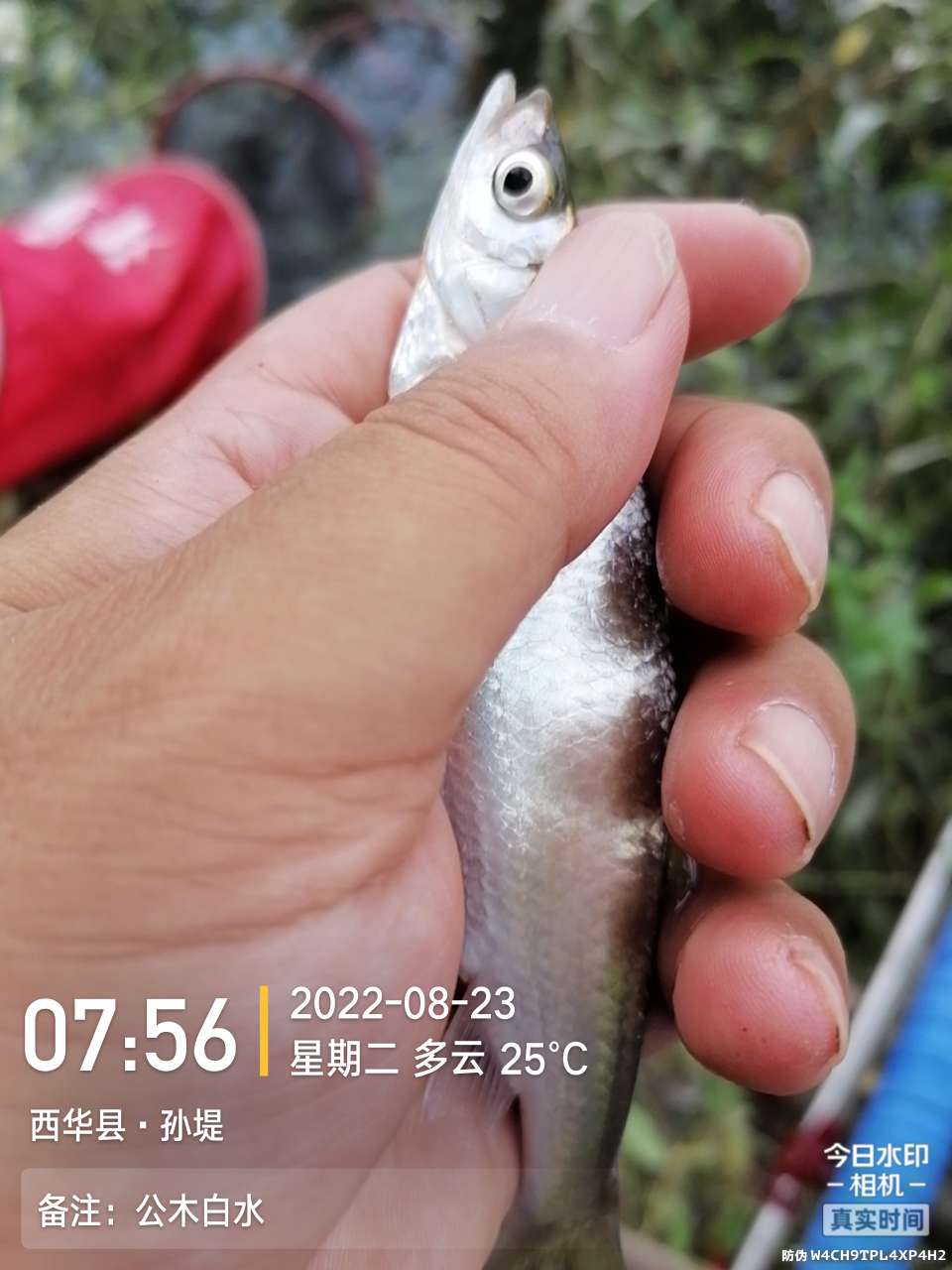 8月里面的鱼怎么钓,钓位选什么鱼最好