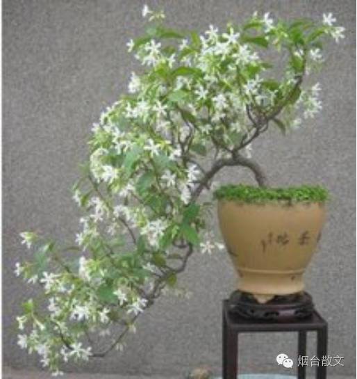 江楼望雨‖缕缕茉莉香