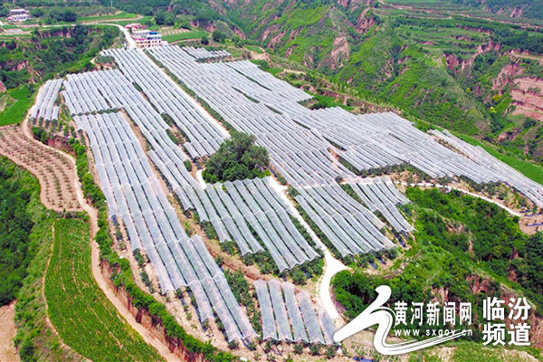 陕西吉县苹果,吉县苹果产业园