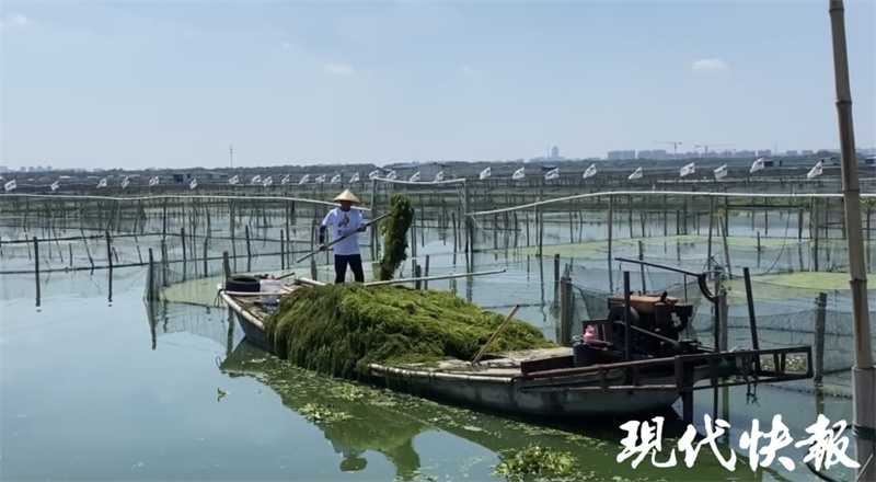 阳澄湖大闸蟹上市时间和价格表,阳澄湖大闸蟹今年上市时间
