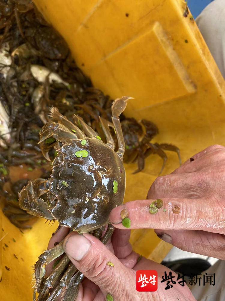 今年阳澄湖大闸蟹价格是升还是降,阳澄湖大闸蟹中秋多少钱一斤