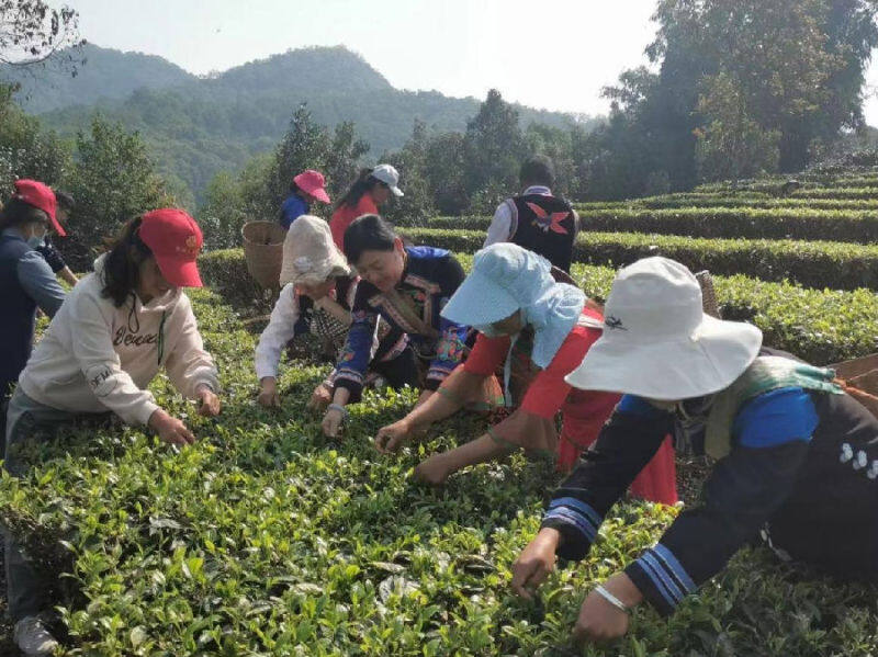 带富的“华老师”行走的“投影仪”