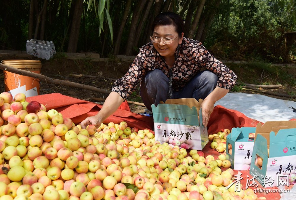 乐都沙果是什么样子,乐都沙果新鲜