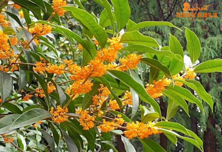 武汉花博汇花展,武汉花展最新消息