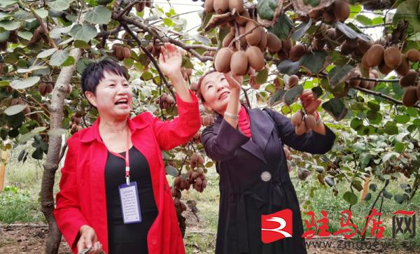 驻马店汝南猕猴桃,小小软枣猕猴桃托起乡村振兴梦