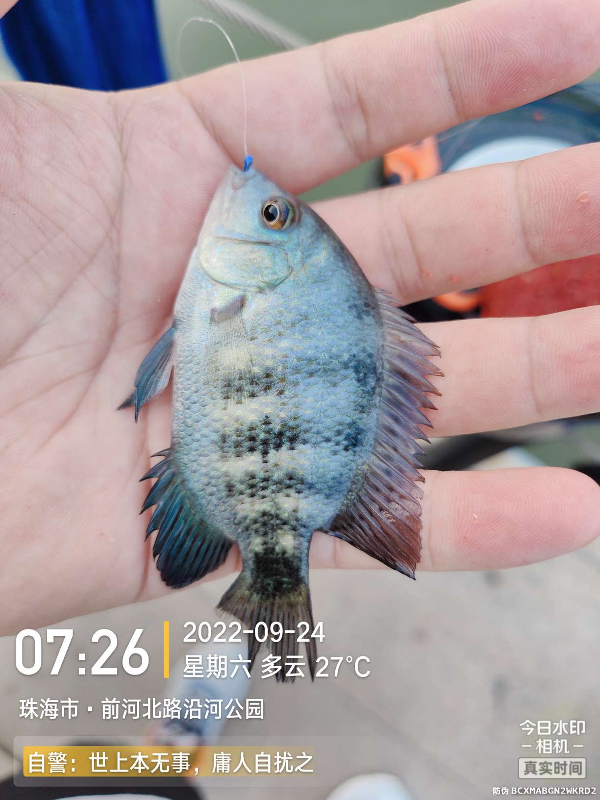 新线组,新型台钓线组