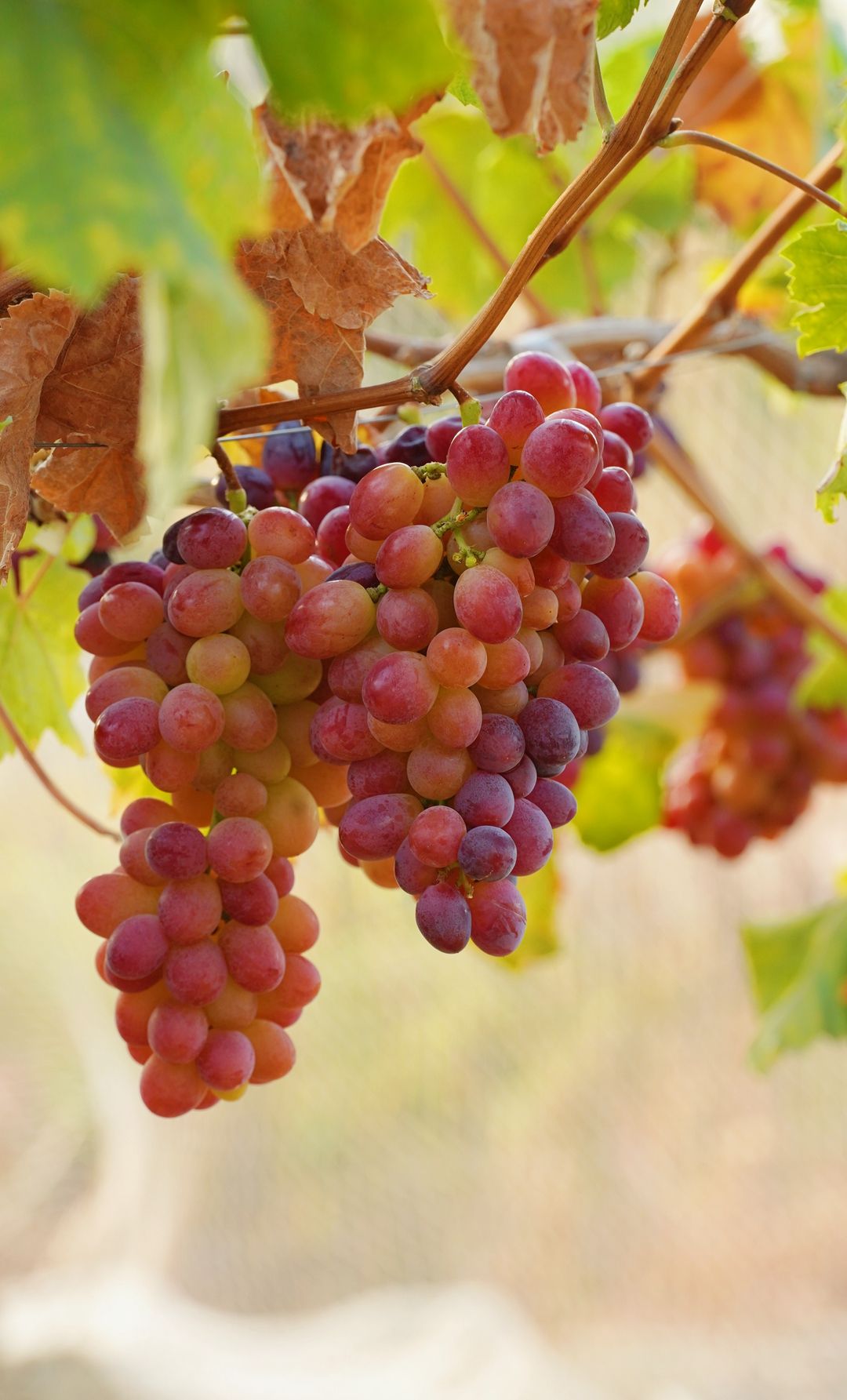 寻秋鄂城｜奋进泽林，勇毅前行