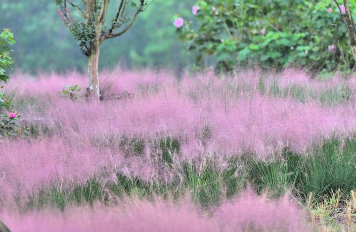 昆明最美的秋天,别眨眼带你看花海