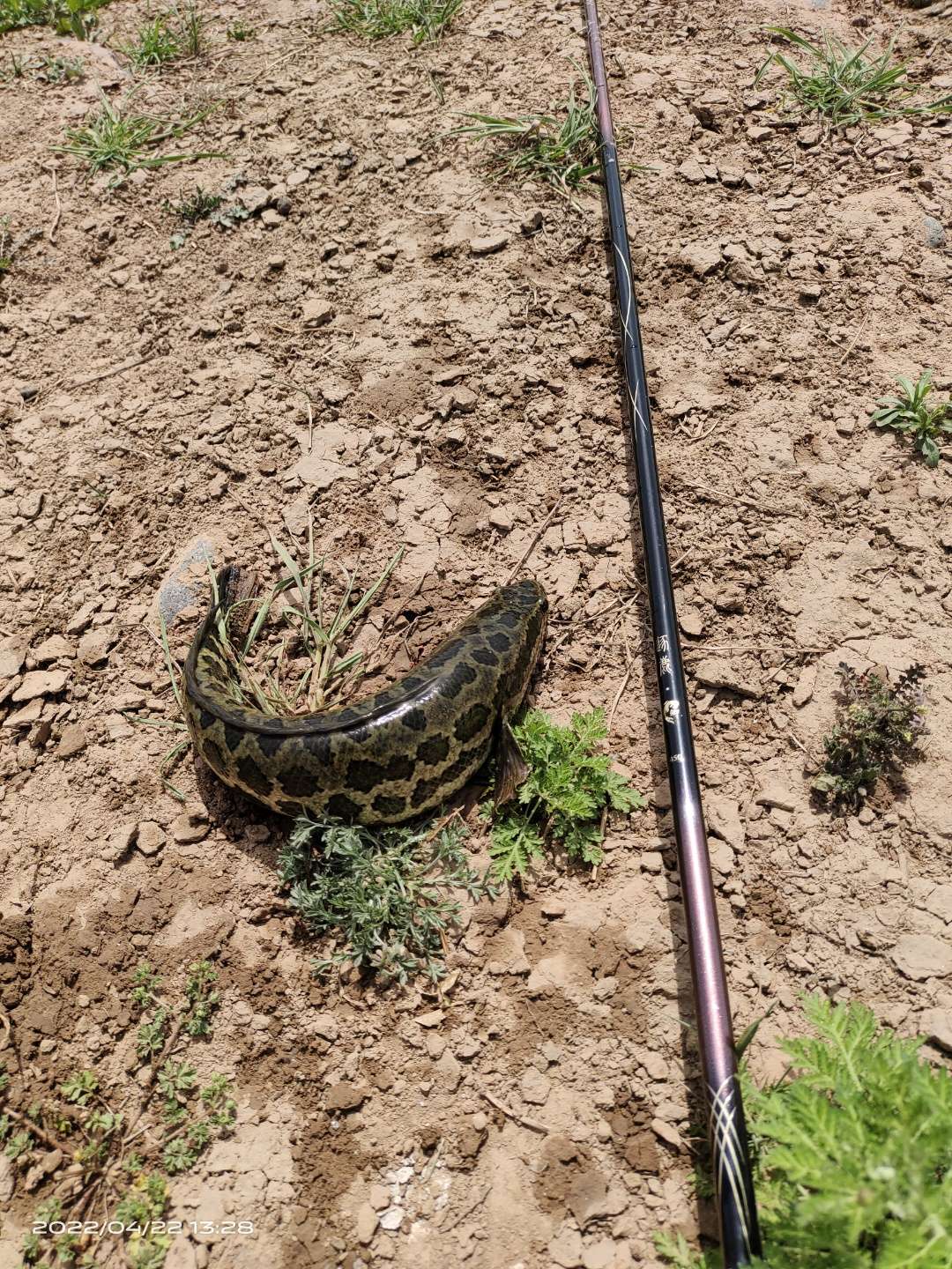 一根杆打天下,一竿打天下硬度